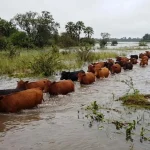 creciente_rio_parana_ganado_en_islas