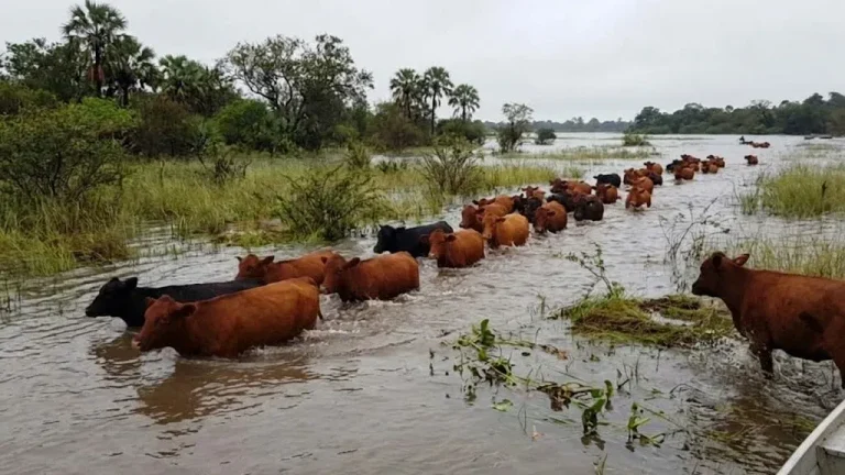 creciente_rio_parana_ganado_en_islas